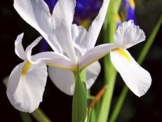 The Dutch iris is the iris most often found in florist shops because of its enduring beauty and elegance.