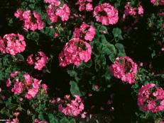Pelargonium x hortorum ~Orbit Hot Pink~ (01) Bloom
