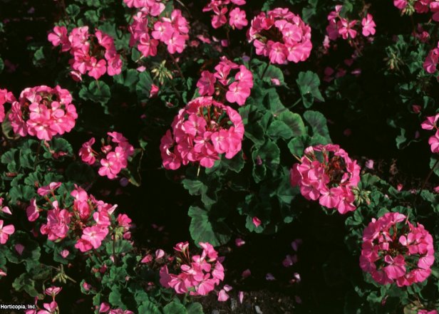 Pelargonium x hortorum ~Orbit Hot Pink~ (01) Bloom