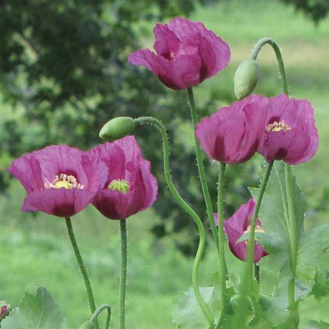 Planting and caring for the common poppy 