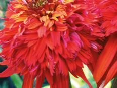 Echinacea 'Hot Papaya' coneflower is a full-sun flower with a gorgeous deep-orange color.