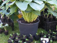 This impressive, oversize hosta features large, thick leaves.