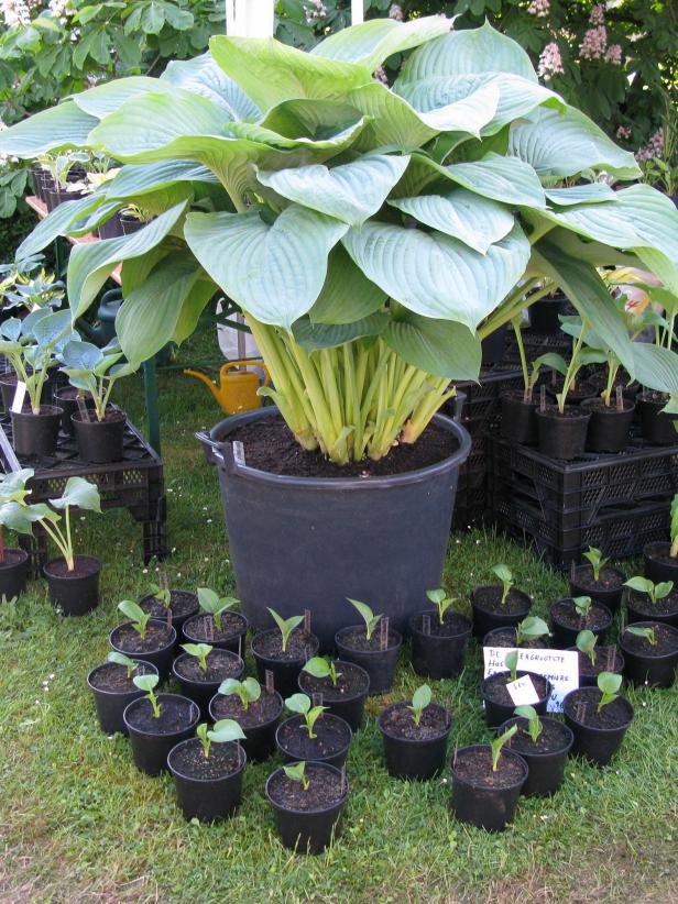 This impressive, oversize hosta features large, thick leaves.