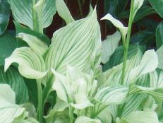 A great addition to any hosta collection, the 'White Feather' hosta features pale white foliage.