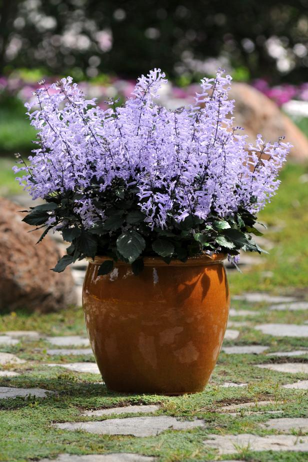 Plectranthus 'Mona Lavender' in Glazed Pot