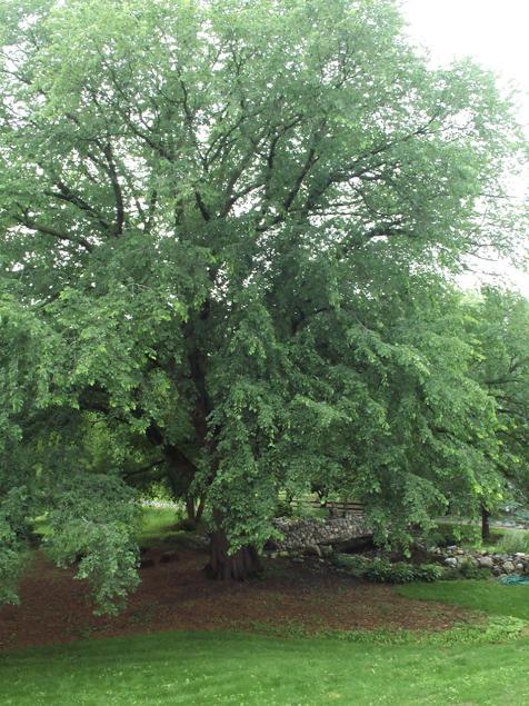 Chinese Elm Tree – Green Thumbs Garden