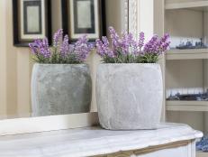 With the right light and care, it is possible to grow lavender indoors.