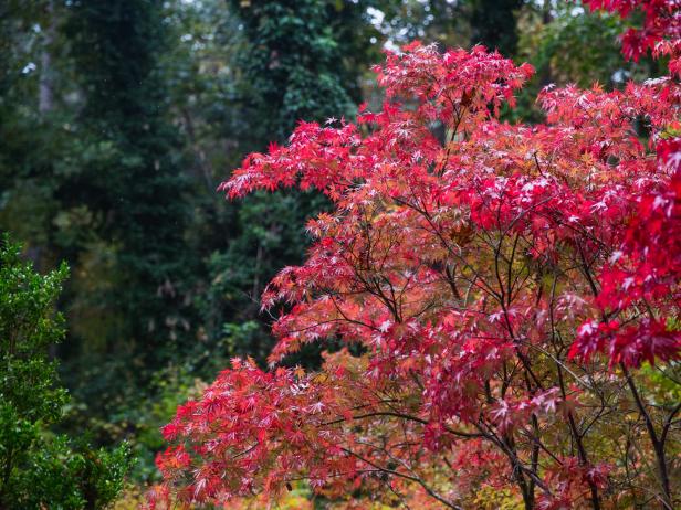 Japanese Maple Garden Tour