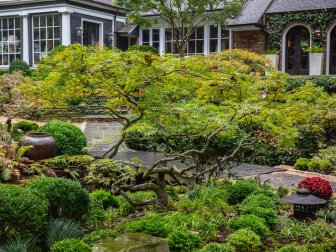 'Crimson Queen' is a low-branching, dwarf maple with a weeping look.&nbsp;