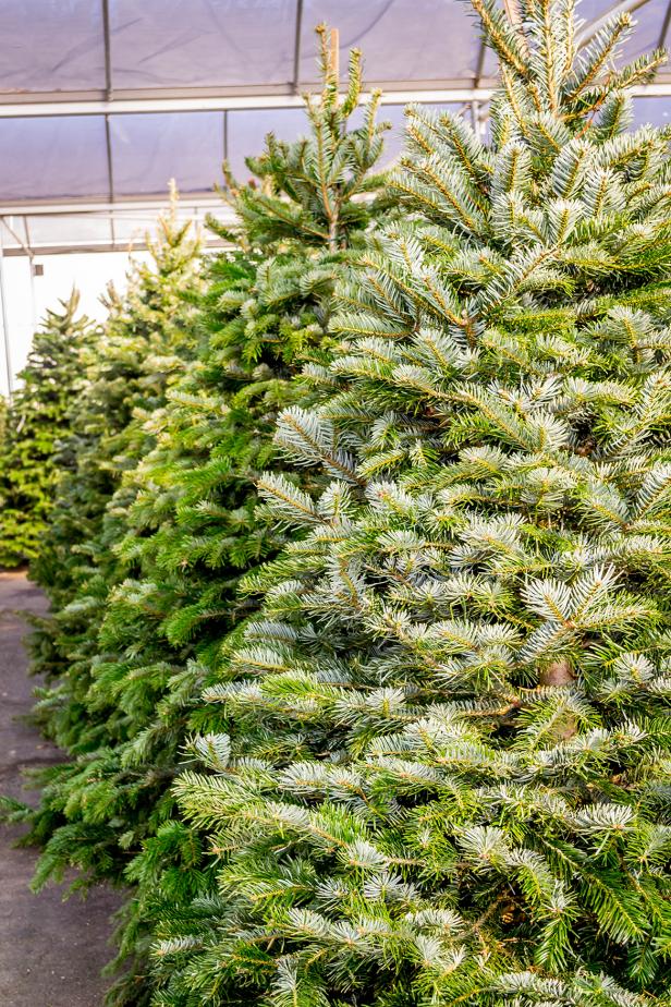 Fresh Cut Christmas Trees