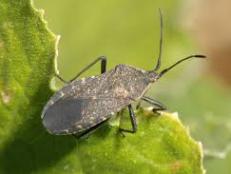 How do I get rid of squash bugs (0)