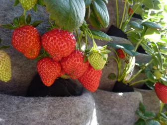 Vertical planter with strawberries