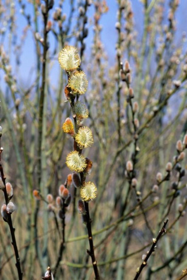 Pussywillow (Salix discolor)