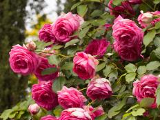 'Pretty in Pink Eden' rose