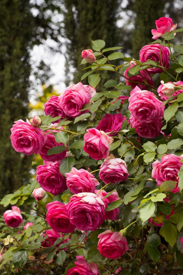 Roses For Pergolas And Arbors - Types Of Roses | HGTV