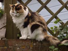 Cats are curious by nature and the more you can think like them, the safer they will be in your garden.