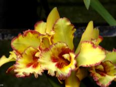 Dendrobium x  (01) Bloom