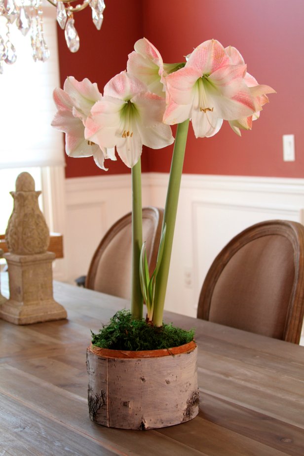 Amaryllis 'Apple Blossom'