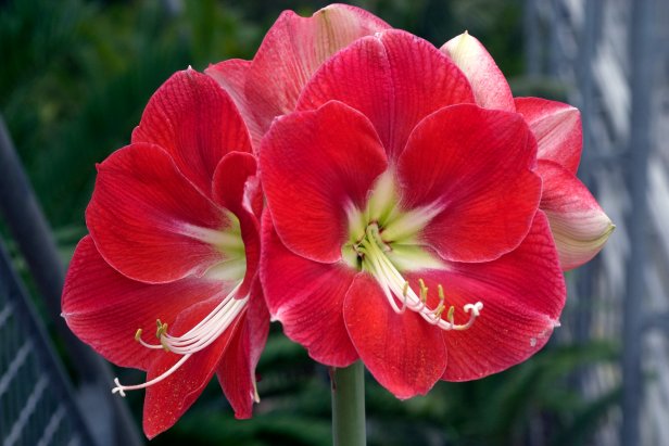 Amaryllis 'Monaco'