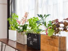 Modern Sprout's <a target="_blank" href="http://modernsproutplanter.com/#shop">3-Pot Active Hydroponic Planter</a>, which comes in&nbsp;reclaimed wood, chalkboard, glossy white and weathered gray, is getting a technology upgrade in 2015. A hidden top-feed hydroponic system delivers water and nutrients to the roots of planter's three separate plants on a pre-programmed timer. Currently the timer is accessed via a “secret” side door and offers six feeding settings — from seedlings to full-size fruiting plants (like tomatoes). The next model - expected to come out in 2015 - will feature a small, discrete external timer that plugs into the wall outlet and can be controlled by a free smartphone app, according to the Chicago-based company. The feeding frequency can be customized, based on plant type, plant size, climate and more. Modern Sprout also is the only residential hydroponic planter that offers a solar-powered option.&nbsp;