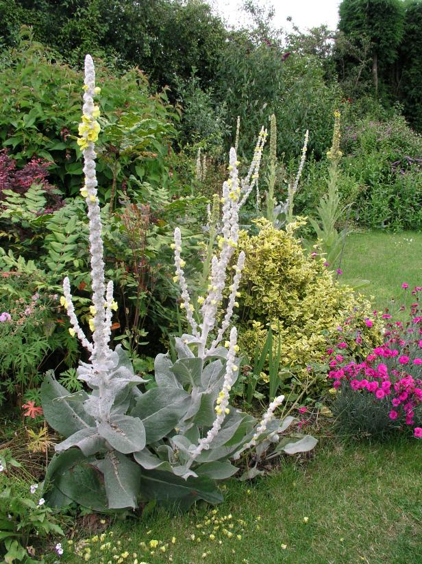 Silver and gray plants really stand out in mixed gardens