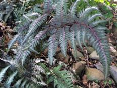 Silver tinged Japanese Painted Fern