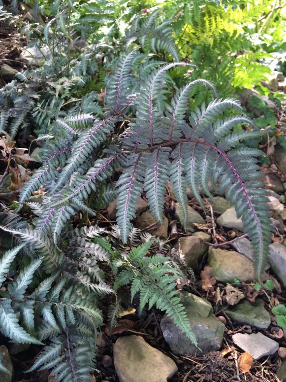 Silvery tinged plants tend to stand out more even in shade than duller gray foliage