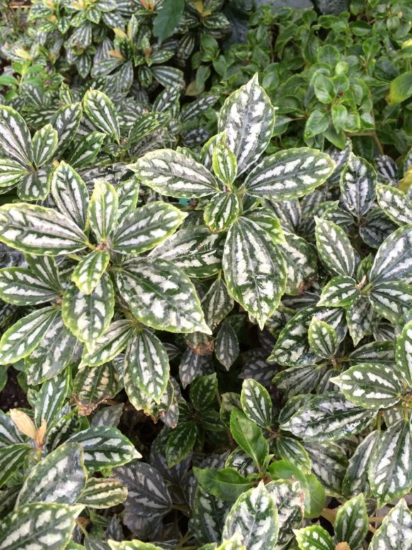 Plant with silvery foliage are reflective and tend to stand out