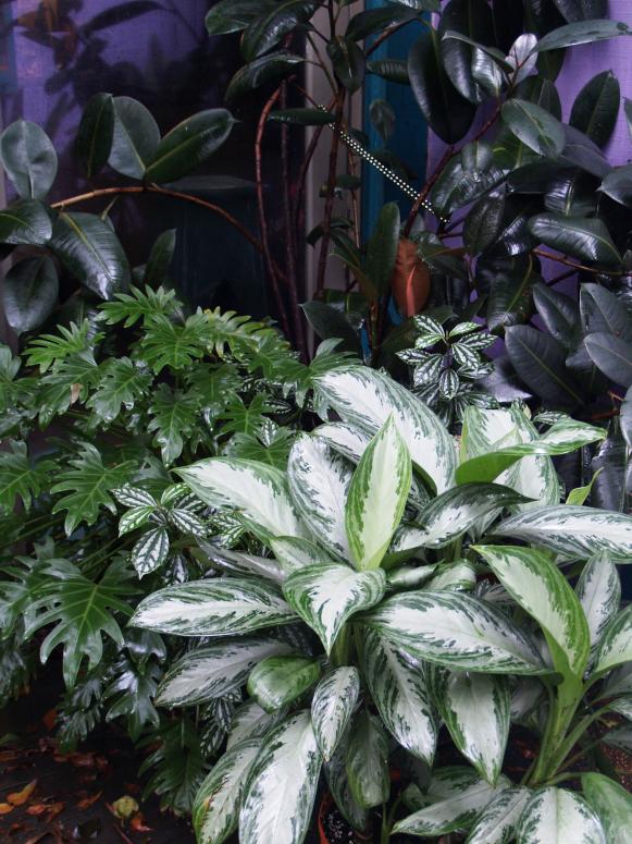 Indoor plants with bright leaves or variegation add light and interest to otherwise dreary greens