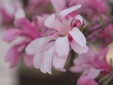 Japanese magnolia