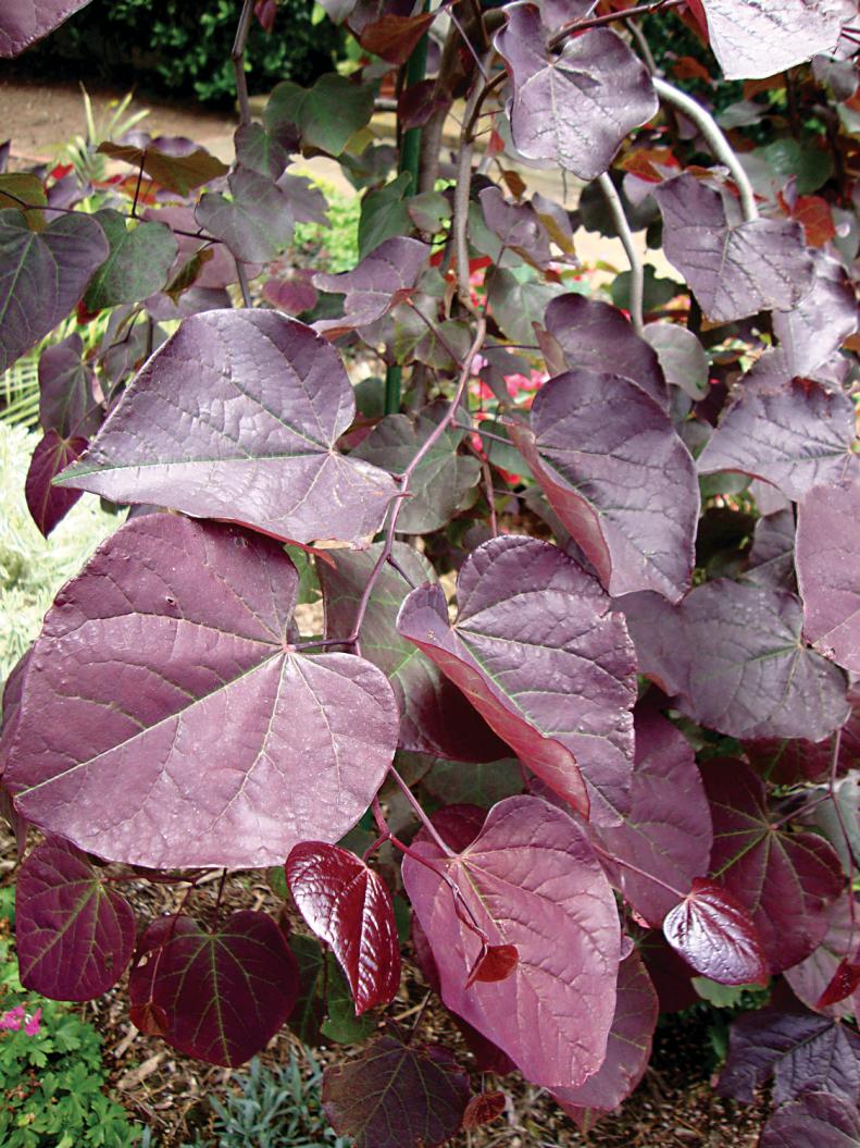 Cercis canadensis 'Ruby Falls'