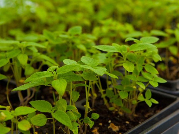 Chia Plant (Salvia hispanica) Seedlings