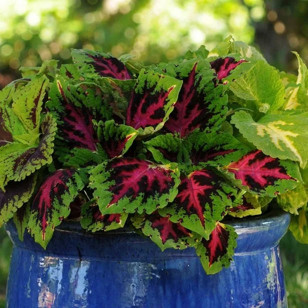 Top Filler Plants | HGTV