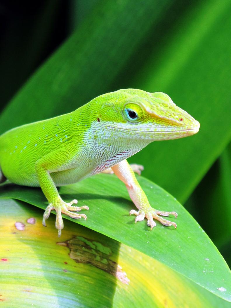 There are several very beneficial reptiles that will help rid your garden of countless pests - if you can learn to garden alongside them!