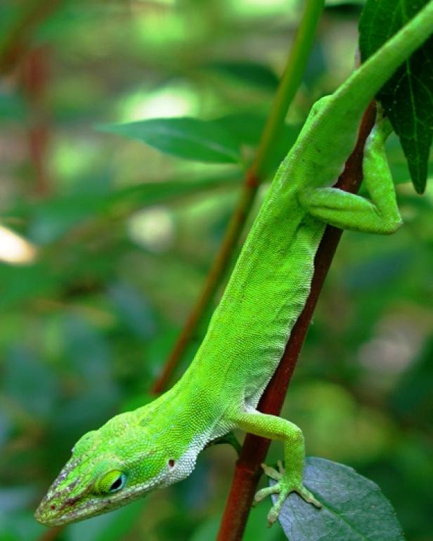 Anole lizards, often called chameleons for their color-changing abilities, eat garden pests up high in the garden