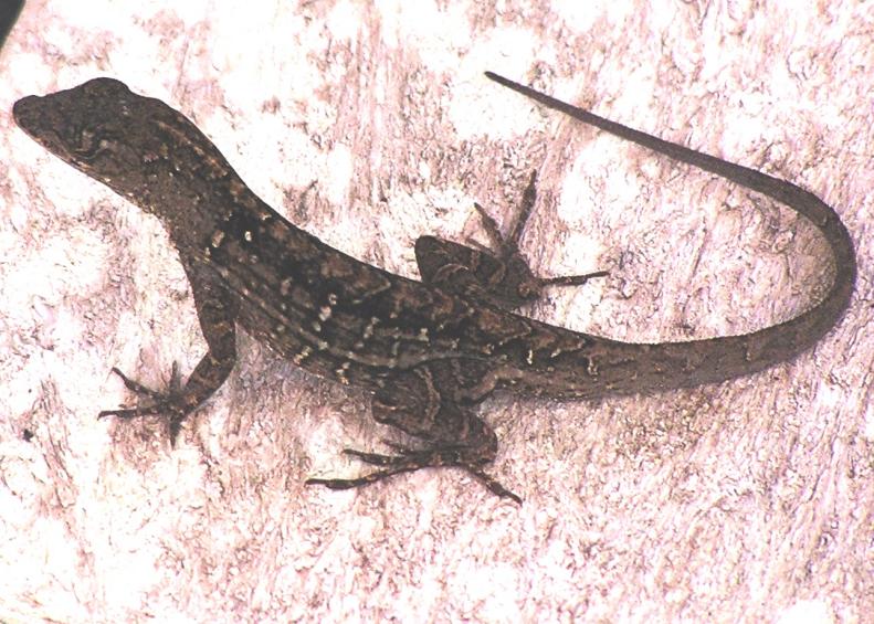 Fast-moving lizards can outrun - and eat - most small garden pests