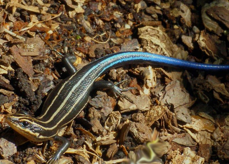 Skinks are small but fast ground-level lizards that eat countless slugs and other garden pests