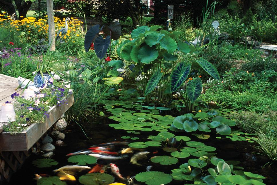 Plants For Ponds And Water Gardens, Garden Pond Plants
