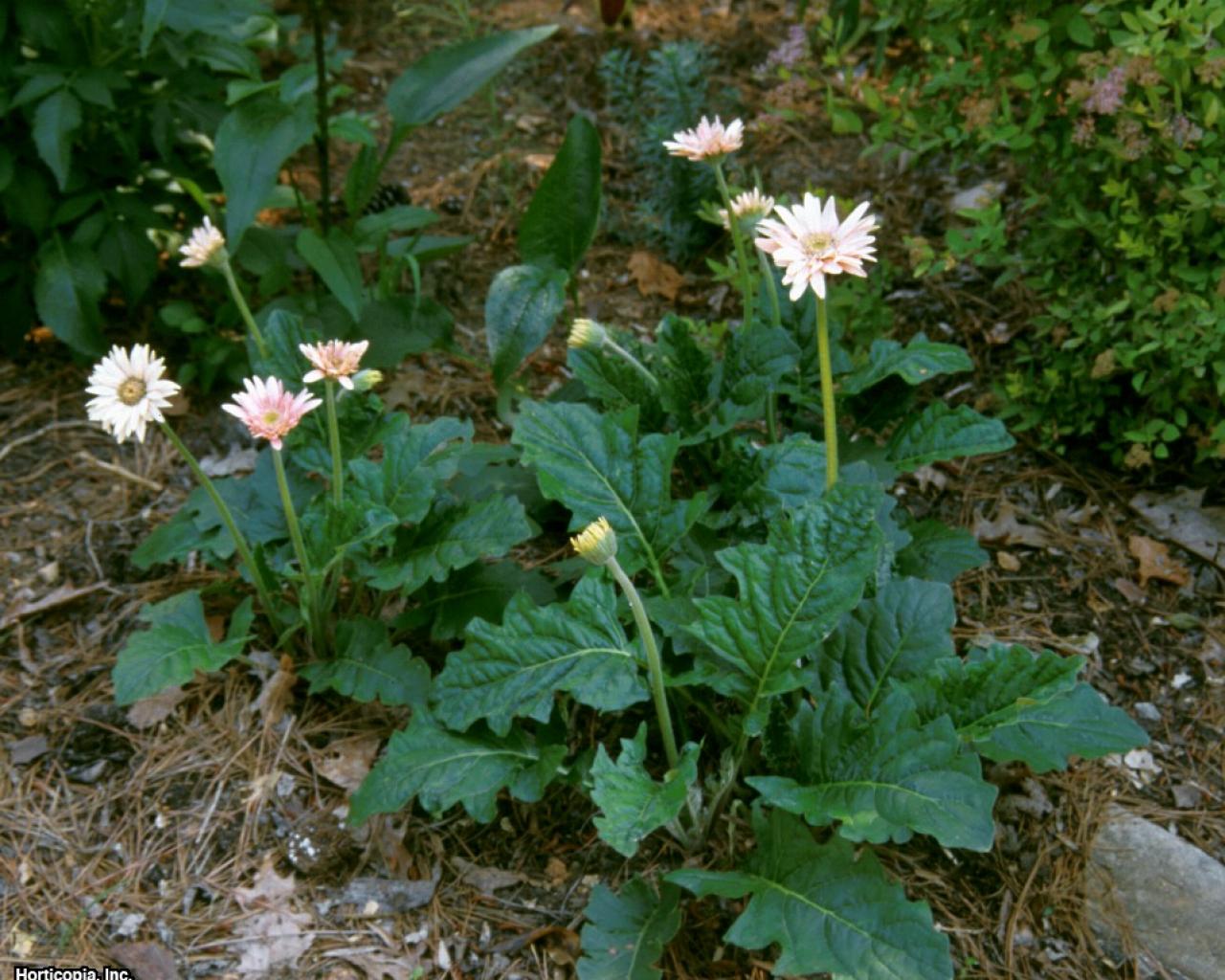 Daisies Brown Leaves at William Perez blog