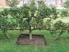 Even large fruited plants, if grown on dwarfing rootstocks, can be trained into narrow trellises for easy harvest and tight spacing