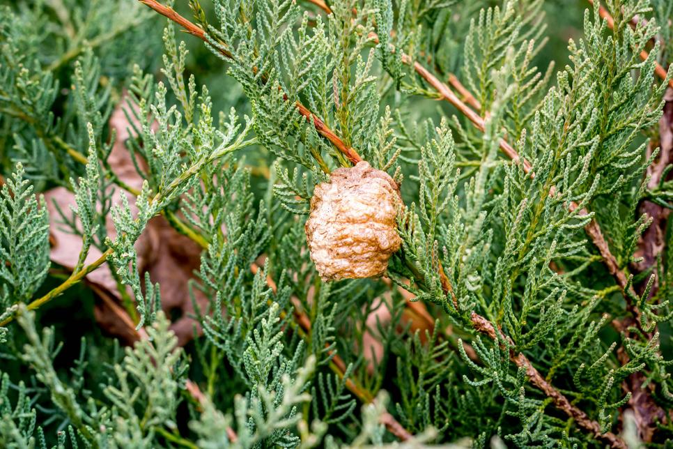 How to Identify Insect Habitats and Cocoons