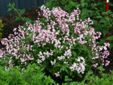Deutzia <a target="_blank" href="https://www.provenwinners.com/plants/deutzia/yuki-cherry-blossom-deutzia">‘Yuki Cherry Blossom’</a> explodes with pink petals each spring. Hardy in zones 5a to 8b, this deciduous shrub needs part to full sun and grows 12 to 24 inches tall and wide. Hummingbirds are drawn to the flowers; in fall, the leaves turn rich burgundy and purple.