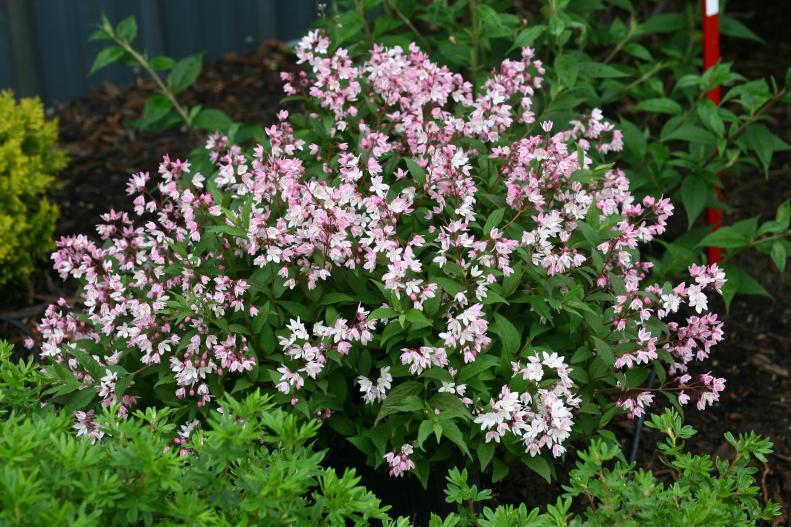 Deutzia <a target="_blank" href="https://www.provenwinners.com/plants/deutzia/yuki-cherry-blossom-deutzia">‘Yuki Cherry Blossom’</a> explodes with pink petals each spring. Hardy in zones 5a to 8b, this deciduous shrub needs part to full sun and grows 12 to 24 inches tall and wide. Hummingbirds are drawn to the flowers; in fall, the leaves turn rich burgundy and purple.