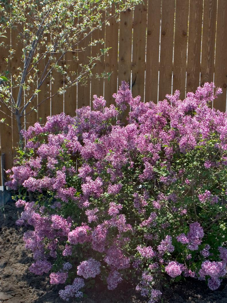 Fragrant and deer resistant, <a target="_blank" href="https://www.provenwinners.com/plants/syringa/bloomerang-purple-reblooming-lilac-syringa-x">Bloomerang Purple Lilacs</a> open their flowers in spring and again from mid-summer until frost. Butterflies flock to these sun-loving shrubs, which are hardy in zones 3a to 7b.&nbsp;