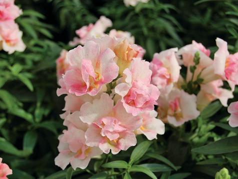 How to Grow and Care for Snapdragon Flowers