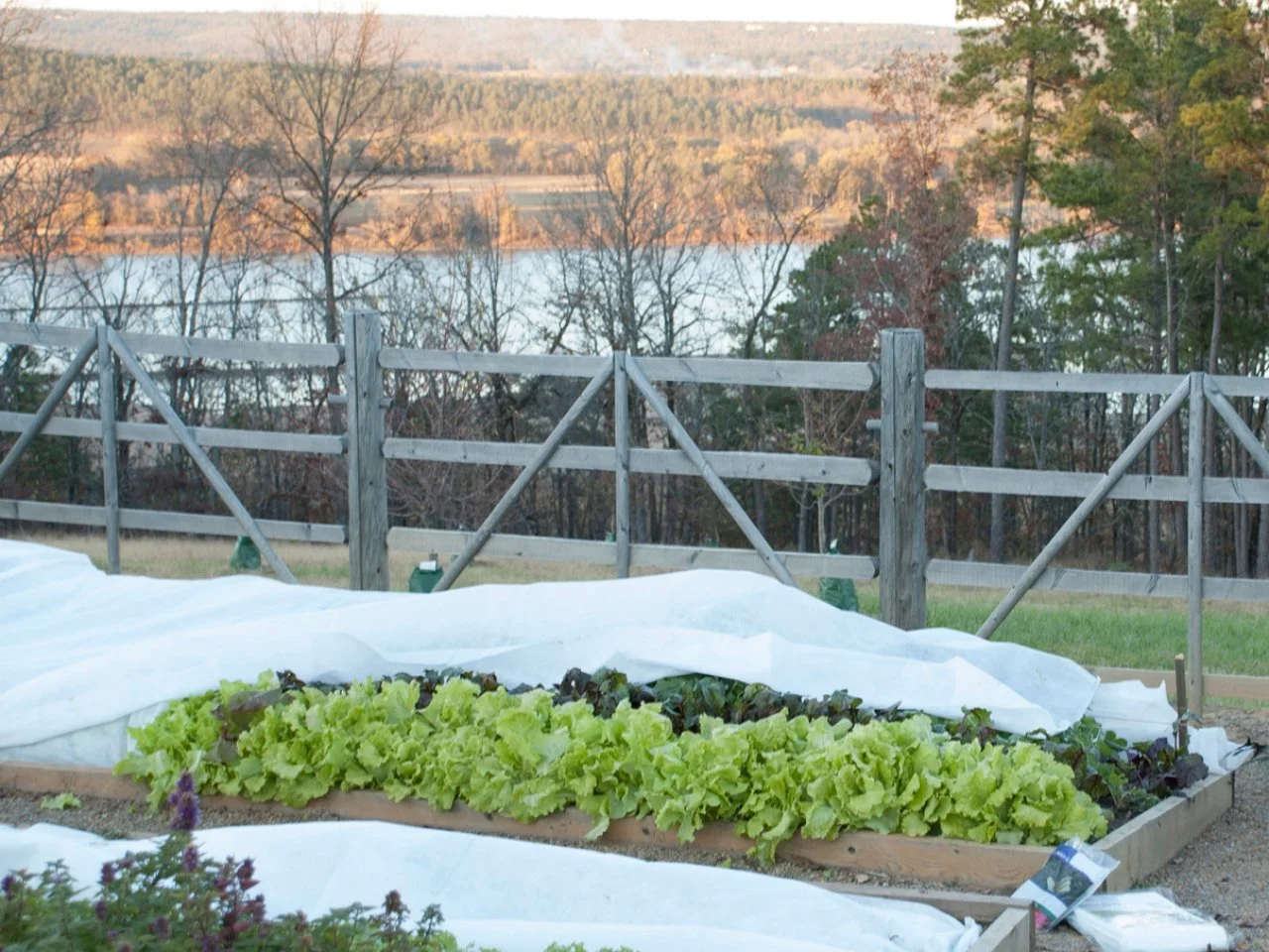 Easy Tips on How to Protect Plants from Frost HGTV