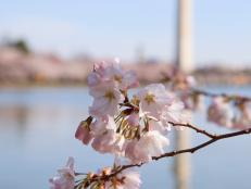 Cherry Trees and the Washington Monument