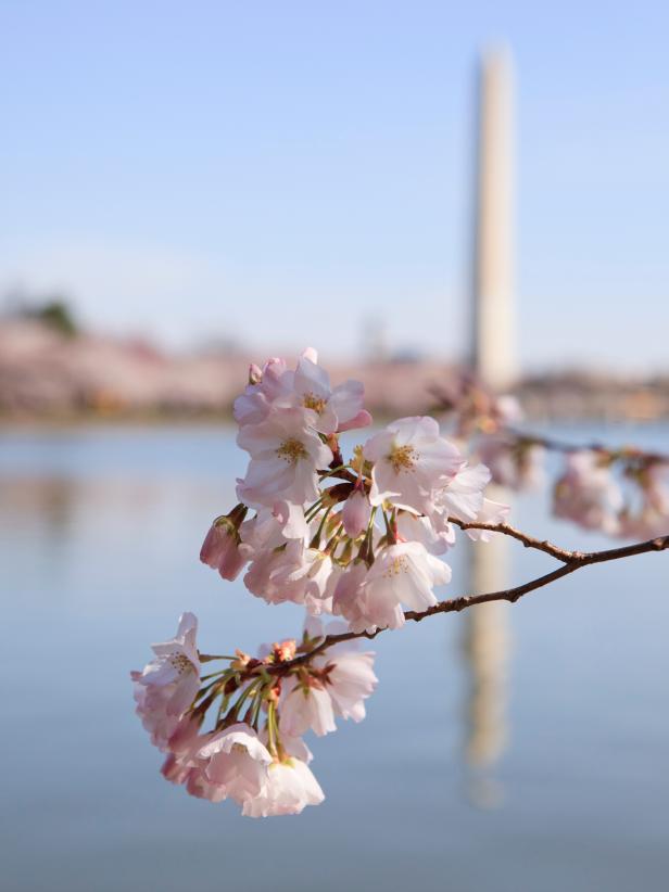 Cherry Trees and the Washington Monument