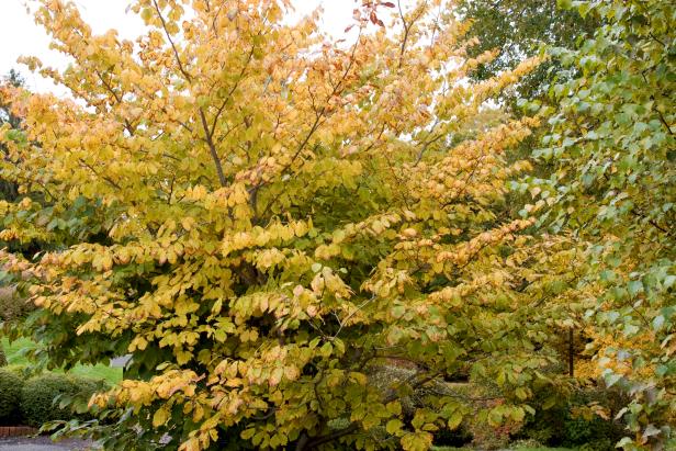 Native Shrub Fall Color