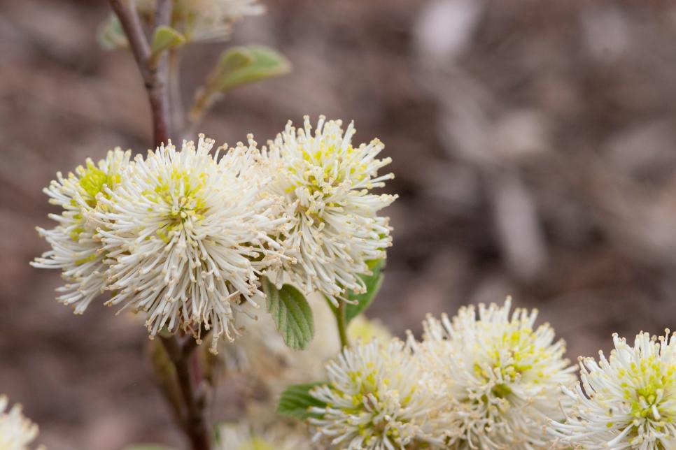 Flowering Shrubs And Bushes For Year Round Color Hgtv